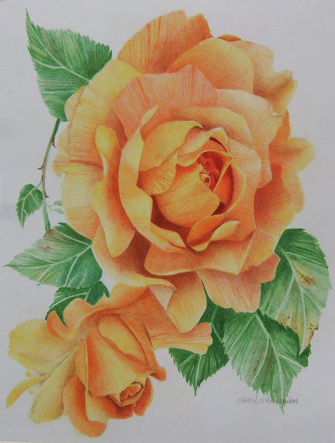 Yellow Rose Drawing by Sharon Serwinowski