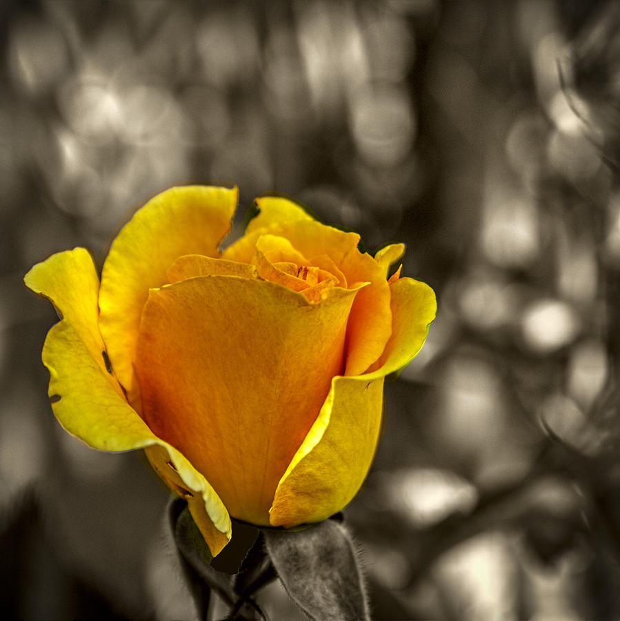 Yellow Rose Splash Photograph by Roger Passman