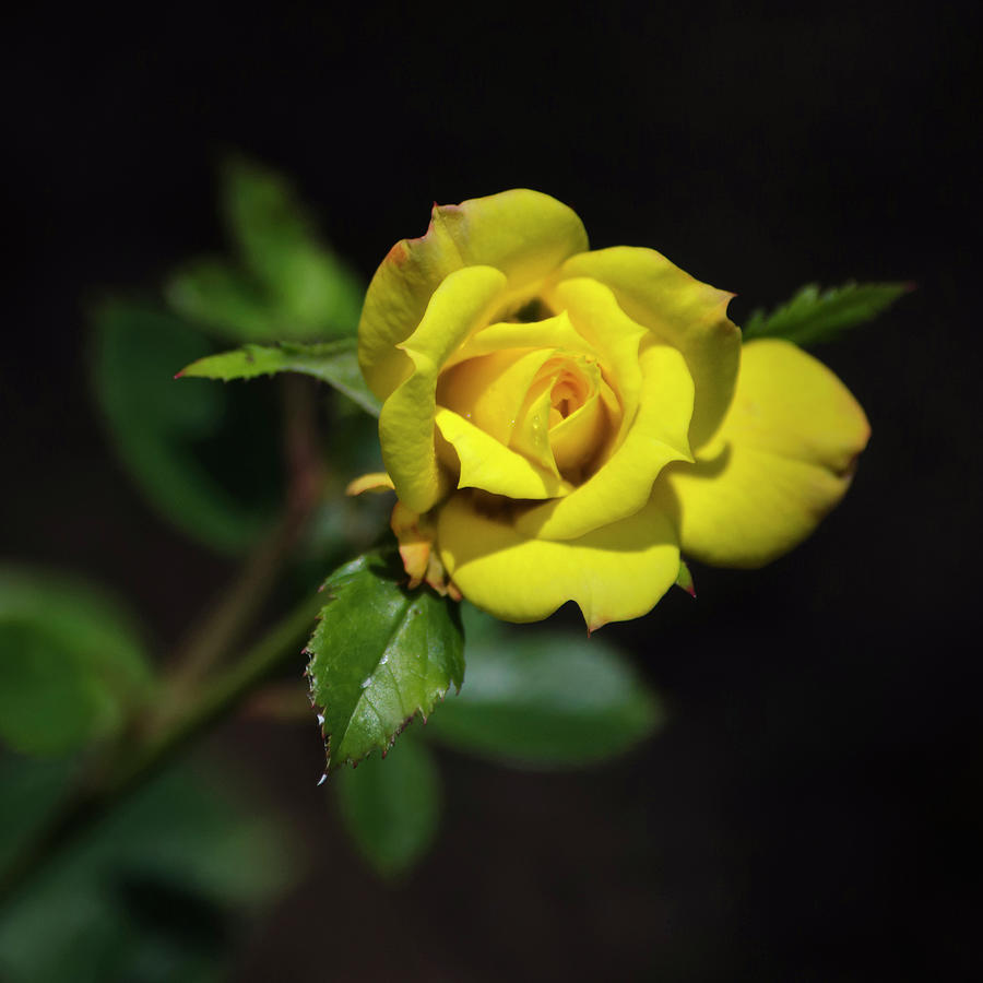 Yellow Rose Square Photograph by Christina Rollo