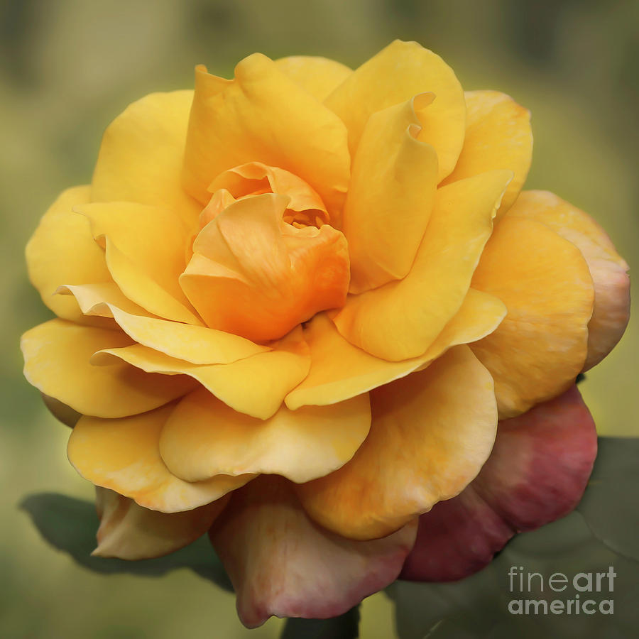 Spring Photograph - Yellow Rose Squared by Sabrina L Ryan