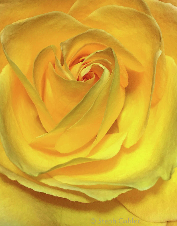 Yellow Rose Photograph by Steph Gabler