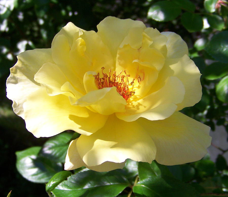 Yellow Rose Photograph by Susan Lafleur