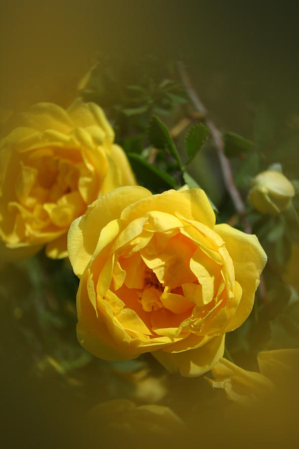 Nature Photograph - Yellow Rose by Susan Pedrini