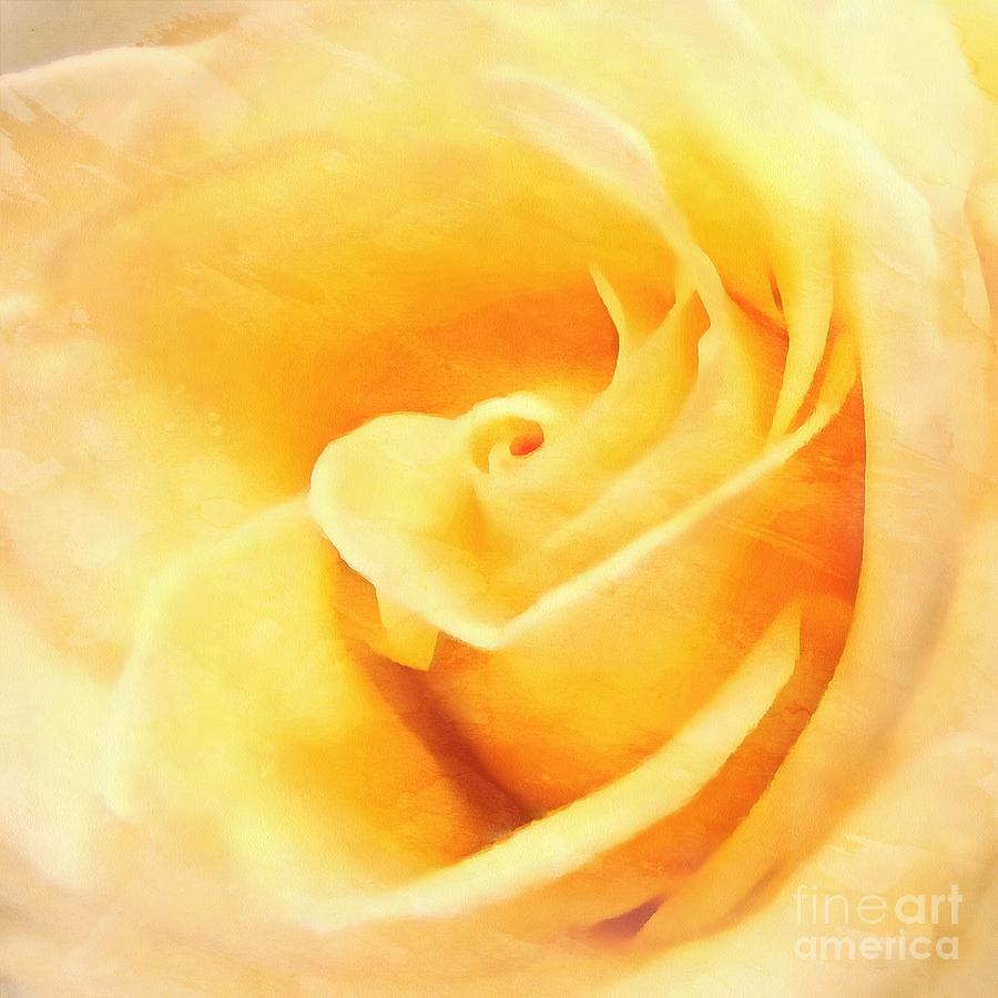 Yellow rose - Sweet whispers Photograph by Janine Riley