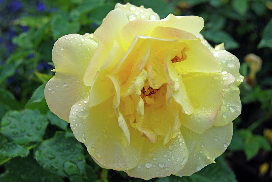 Yellow Rose Photograph