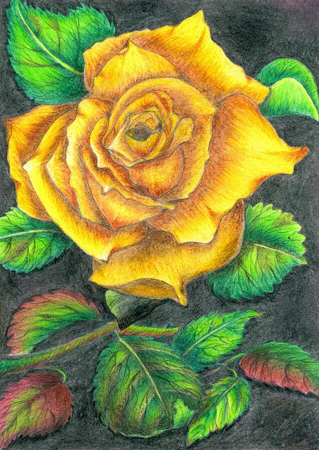 Yellow rose Drawing by Tara Krishna