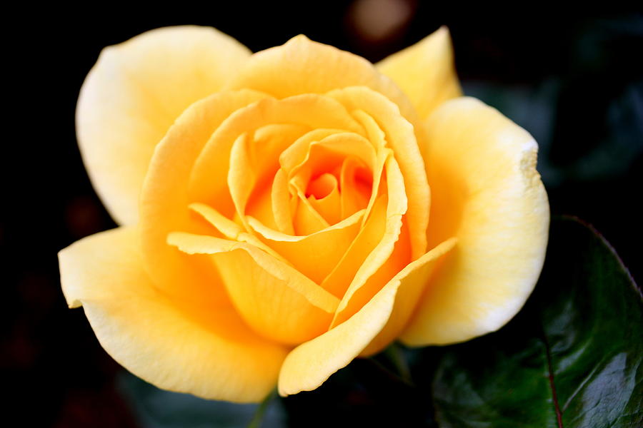 Flowers Still Life Photograph - Yellow Rose by Thomas Tuck