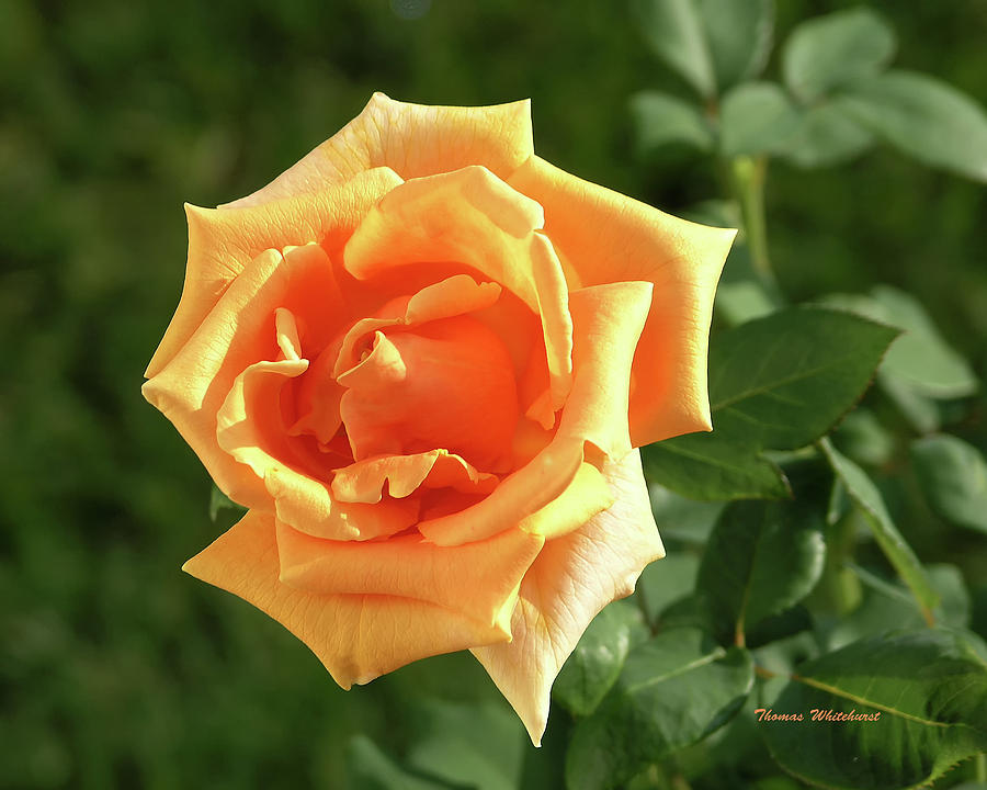 Yellow Rose Photograph by Thomas Whitehurst