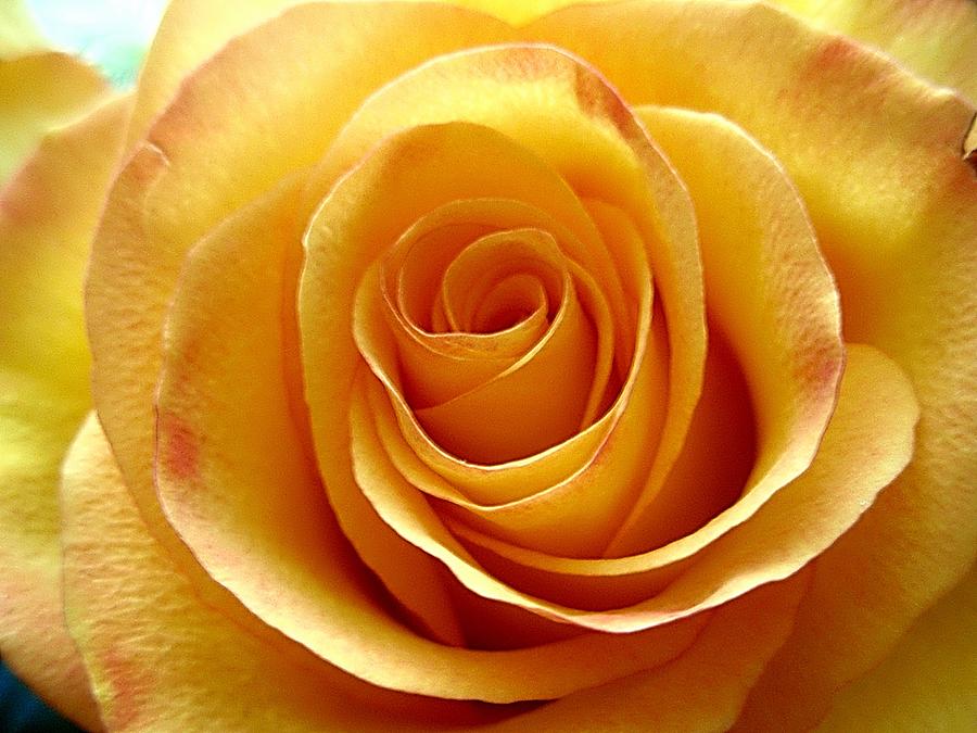 Rose Photograph - Yellow Rose Upclose by Beth Akerman