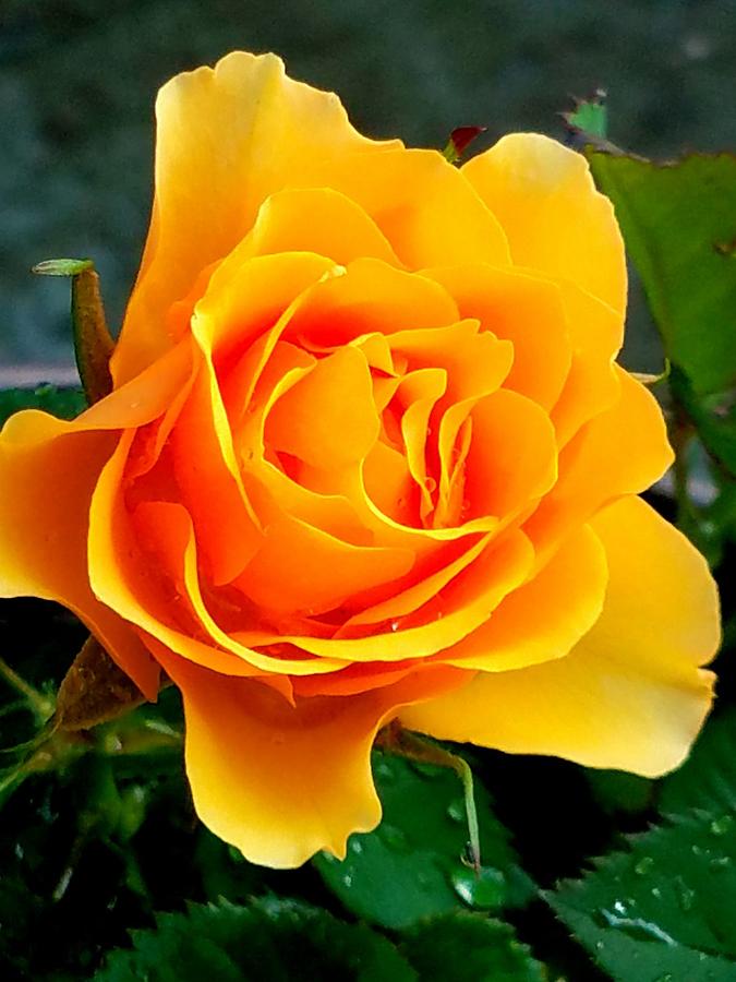 Yellow Rose Photograph by Vijay Sharon Govender