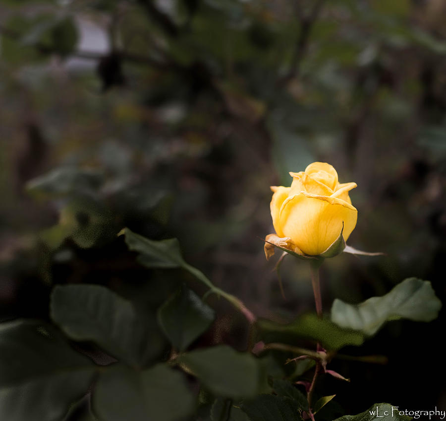 Flower Photograph - Yellow Rose by Wendy Carrington