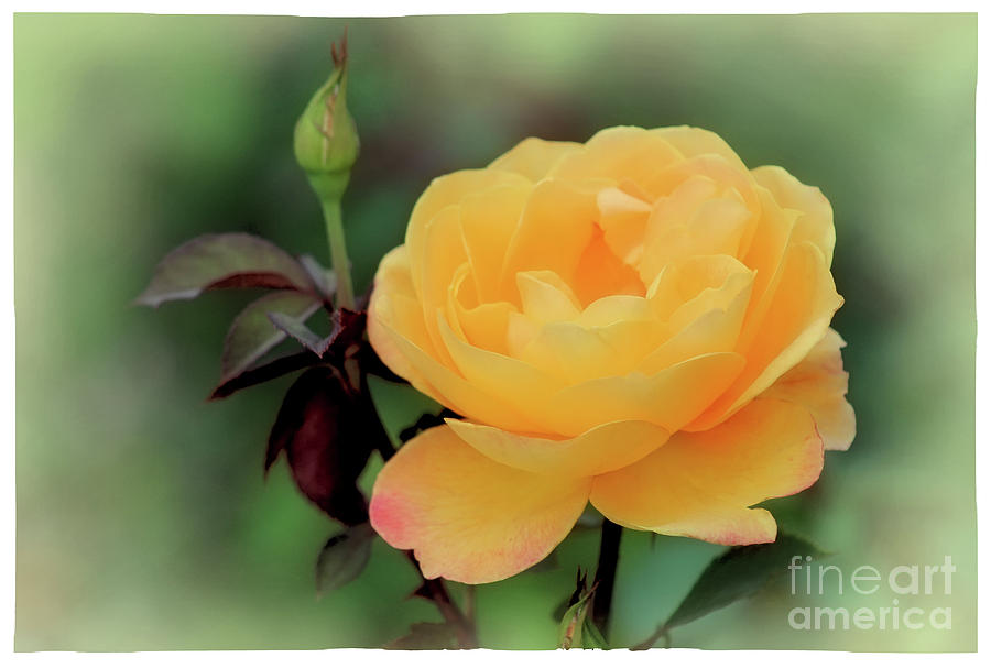 Yellow Rose Whisper Photograph by Karen Adams