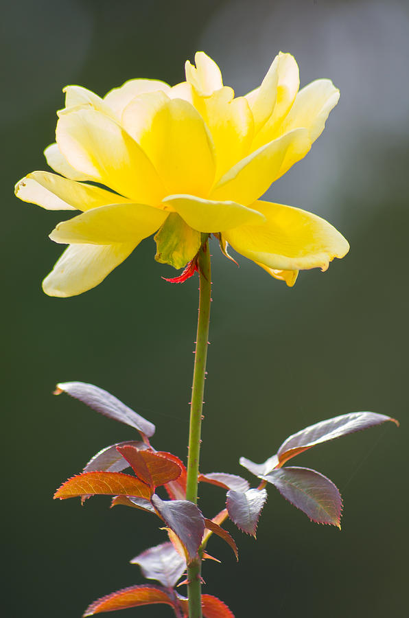 Yellow Rose by Willard Killough III Yellow Rose by Willard Killough III