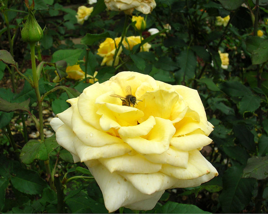 Yellow Rose with Bee 1 Photograph by George Jones
