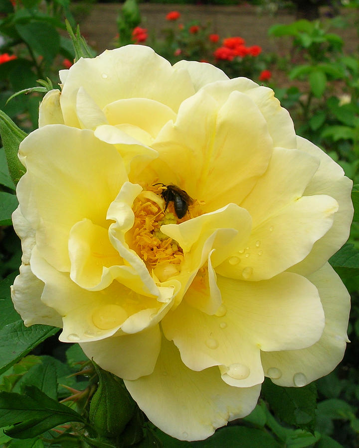 yellow Rose with Bee 2 Photograph by George Jones