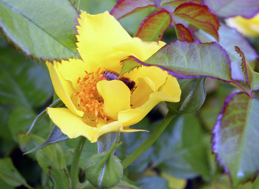 Flower Photograph - Yellow Rose with Bee by Ellen Tully
