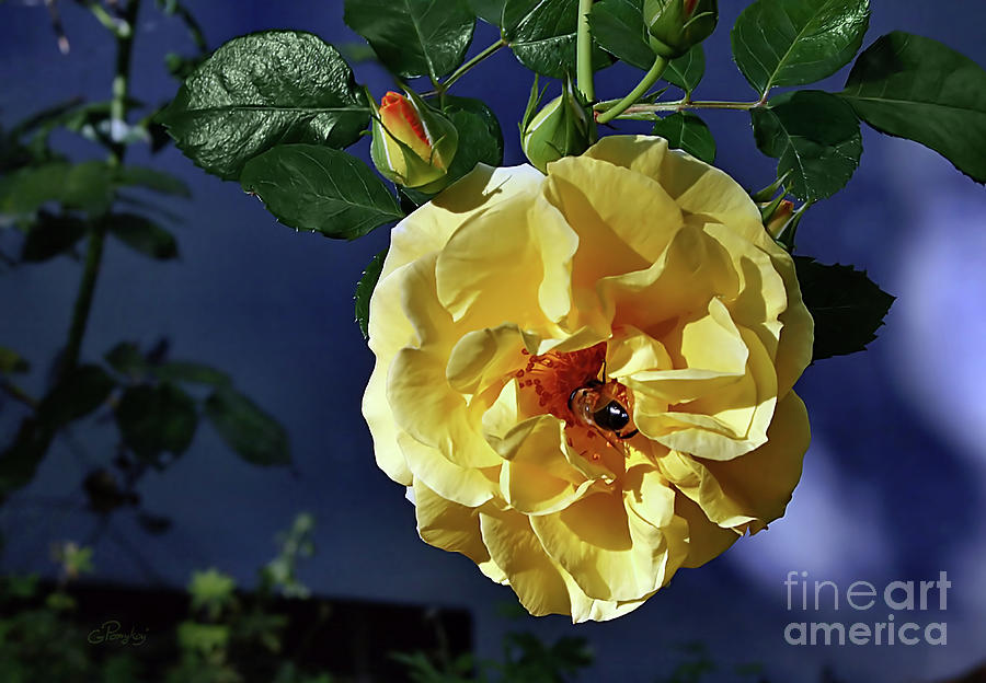 Yellow Rose With Bee Photograph by Gabriele Pomykaj