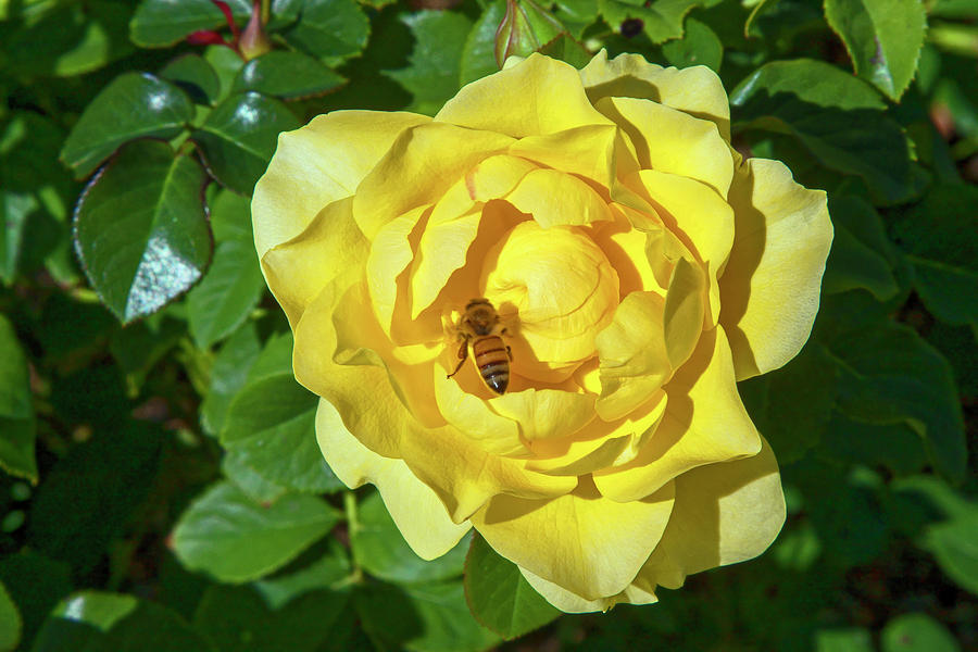 Yellow Rose with Bee Photograph by Sally Weigand