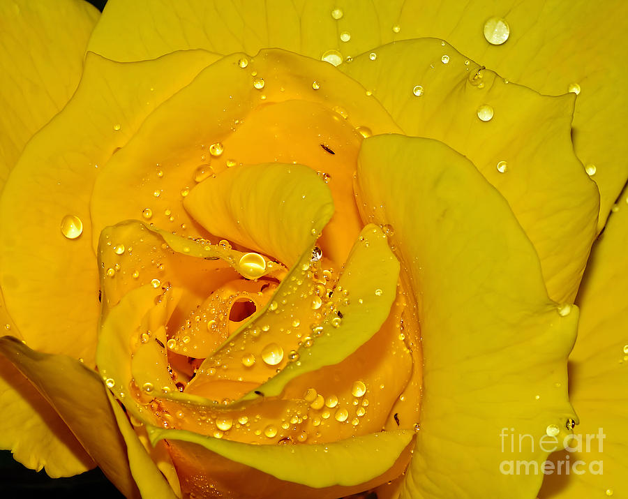 Nature Photograph - Yellow Rose with Droplets by Kaye Menner by Kaye Menner