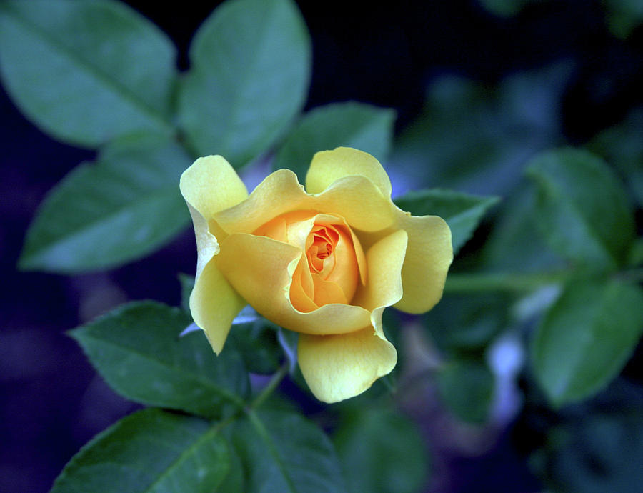 Yellow Rose with Purple Contrast 0357 H_2 Photograph by Steven Ward