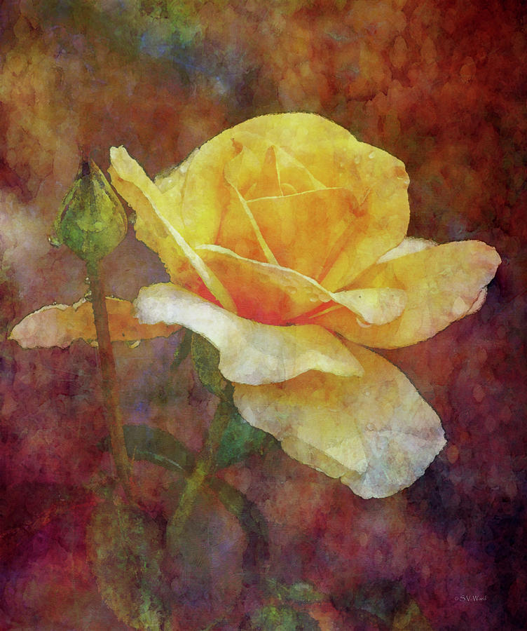Yellow Rose With Raindrops 3590 IDP_2 Photograph by Steven Ward