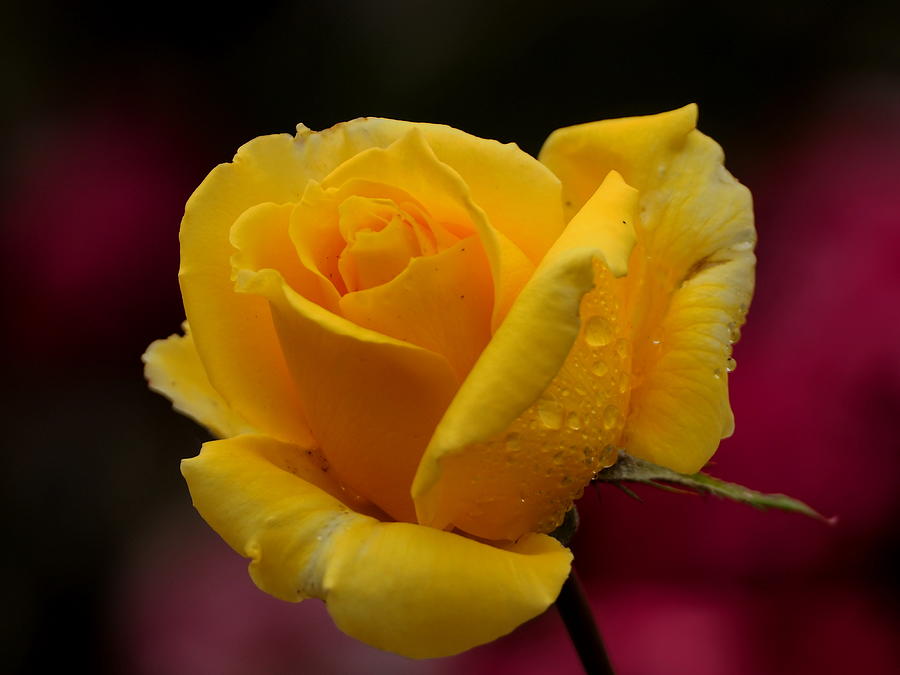 Yellow Rose With Spring Raindrops Photograph