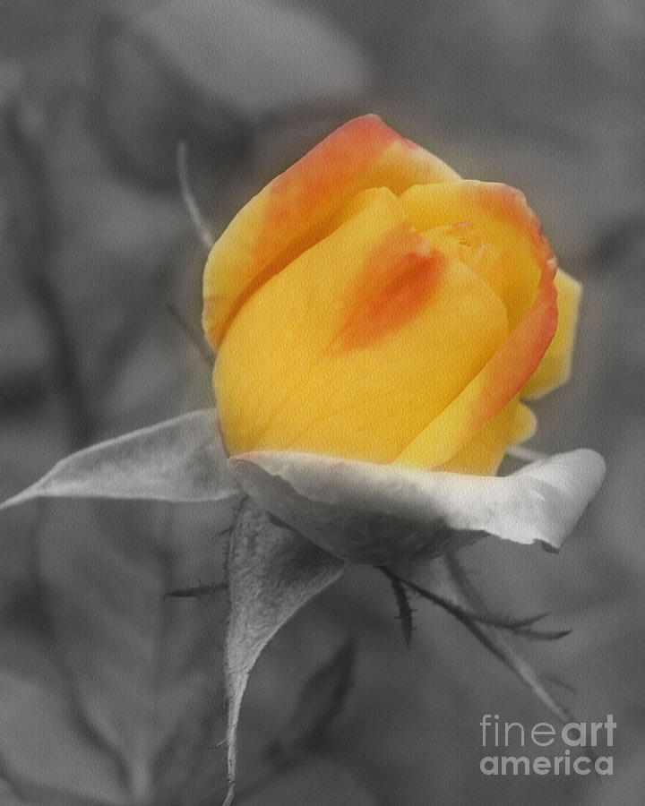 Yellow Rosebud Partial Color Photograph by Smilin Eyes Treasures