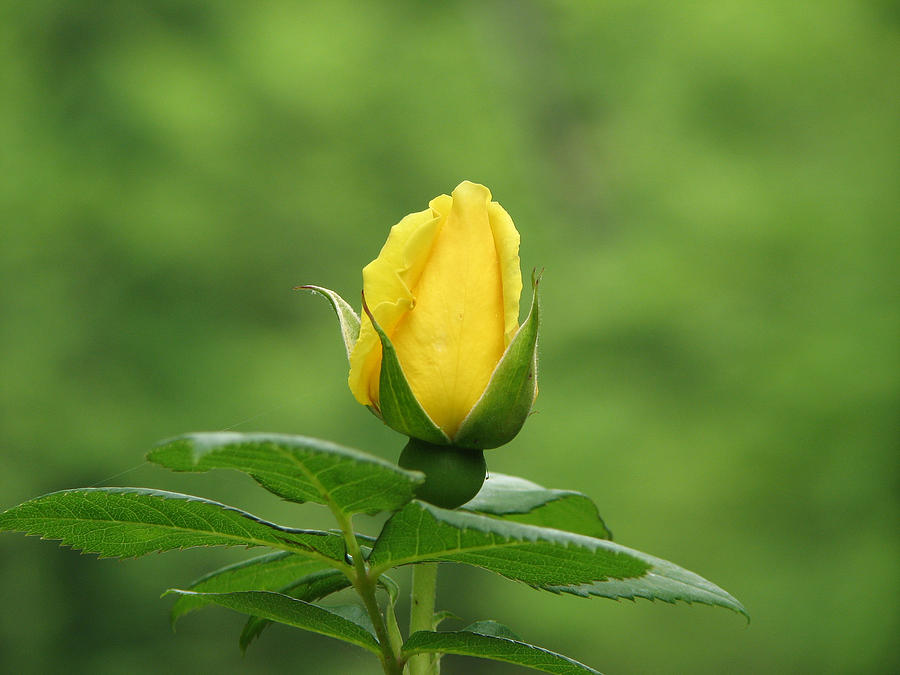 Nature Photograph - Yellow Rosebud by Rose Cottage Ltd