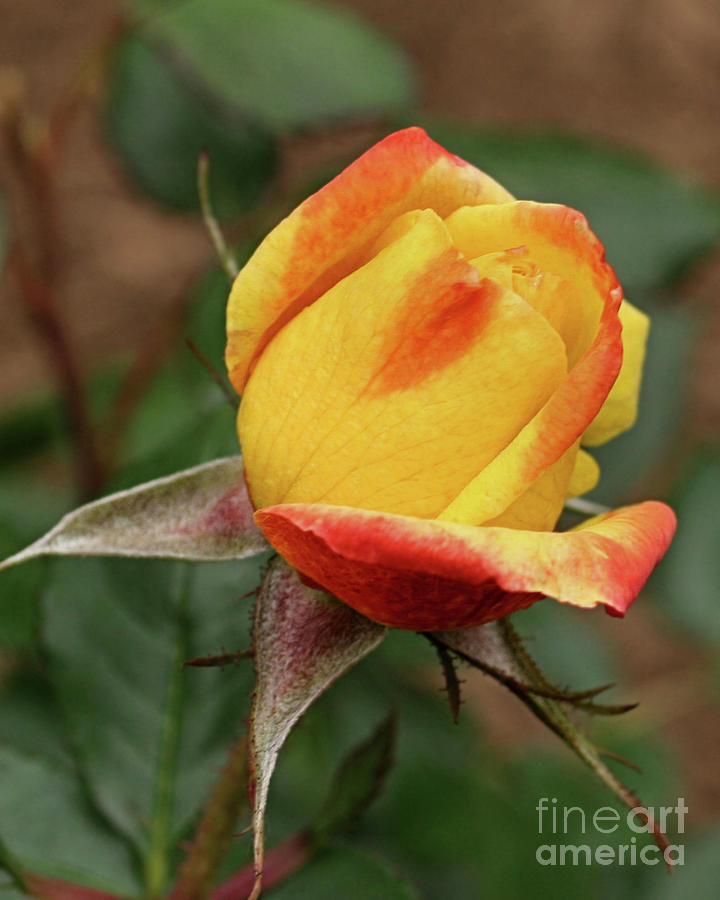 Yellow Rosebud Photograph by Smilin Eyes Treasures