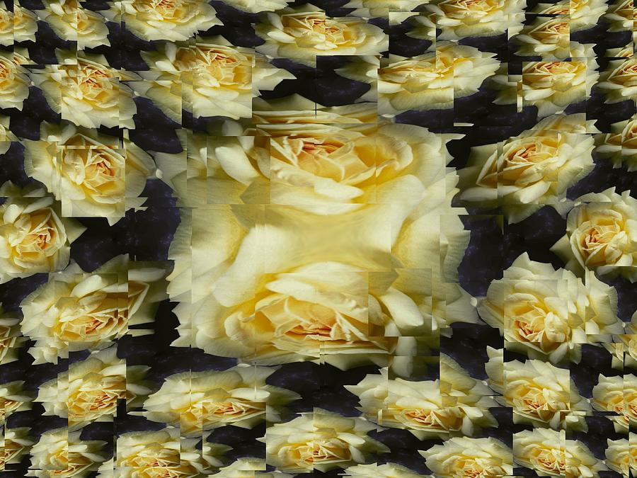 Nature Photograph - Yellow Roses 2 by Tim Allen