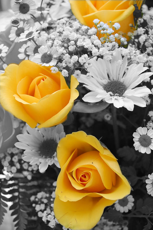 Yellow Roses Photograph by Amy Fose
