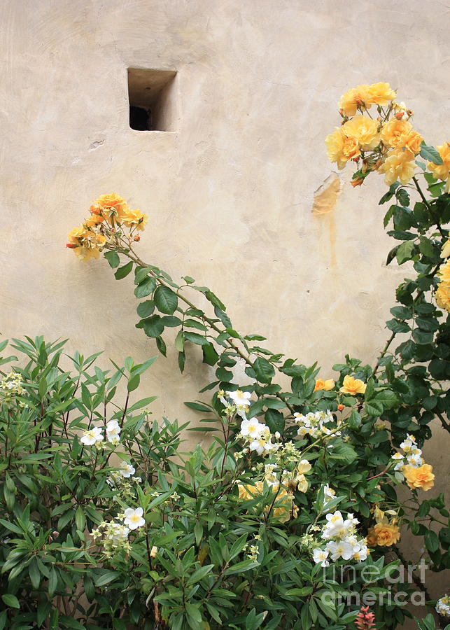 Yellow Roses and Tiny Window at Carmel Mission Photograph by Carol Groenen