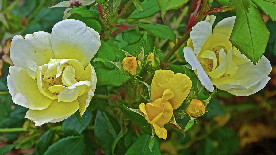 Yellow Roses at Rogue River Dam in Rockford, Michigan  Photograph by Ruth Hager