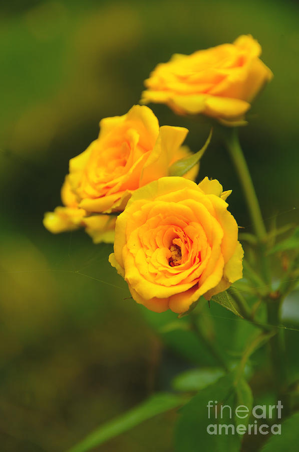 Rose Photograph - Yellow Roses by Charuhas Images