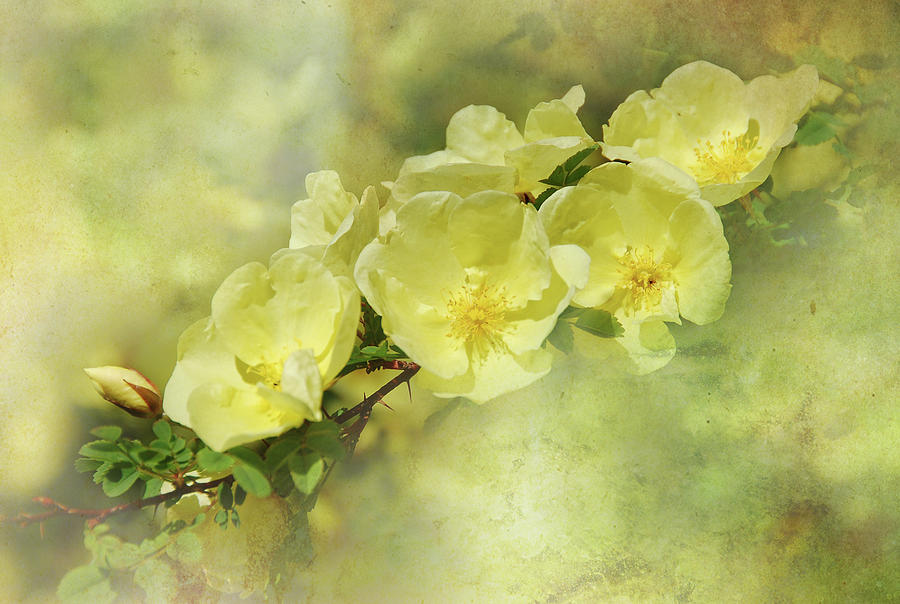 Yellow Roses Photograph by Elaine Manley