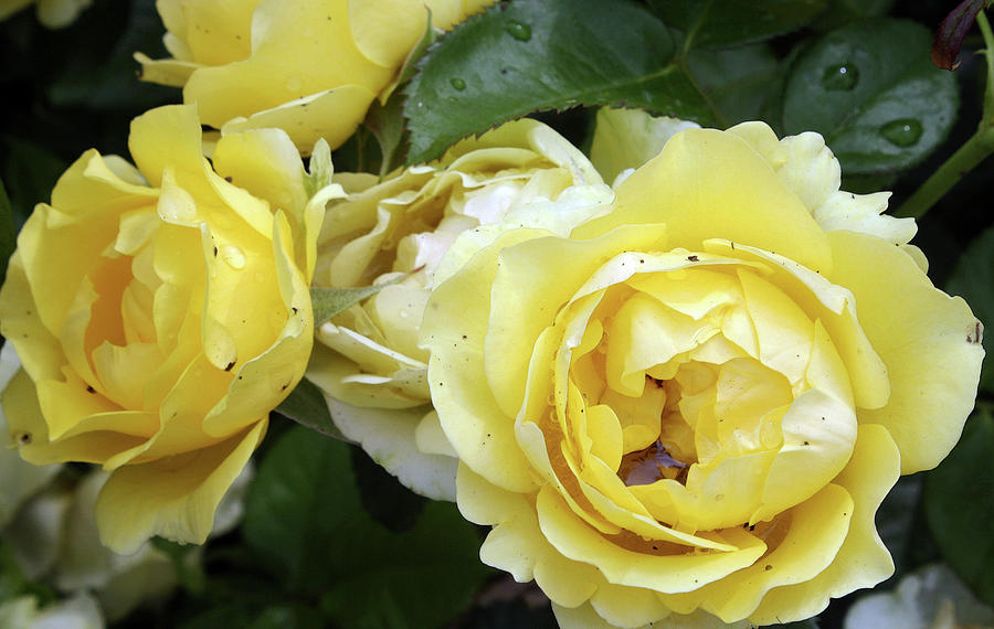 Yellow Roses Photograph by Ellen Tully