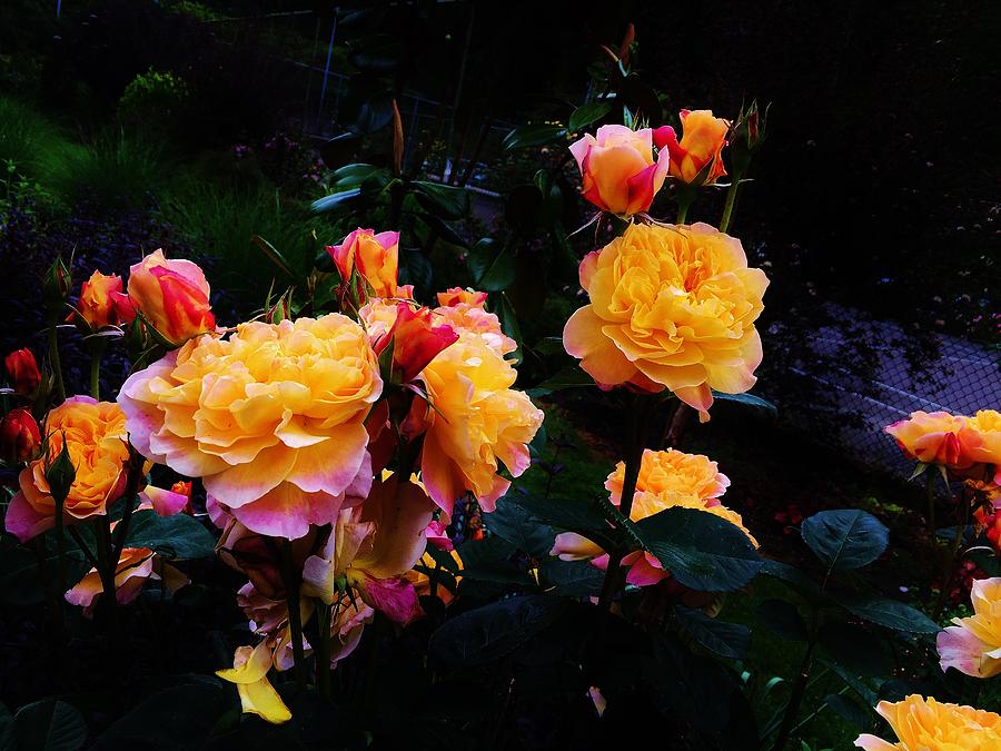 Tree Photograph - Yellow Roses in Bloom by Sandra M