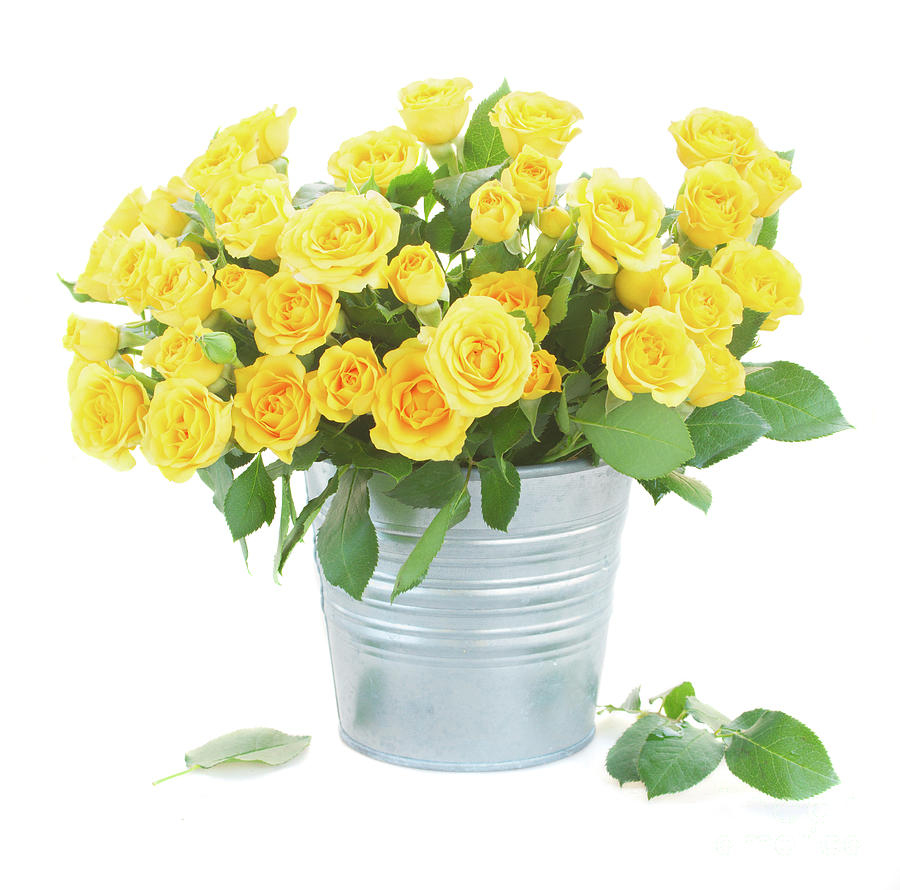 Yellow Roses in Pot Photograph by Anastasy Yarmolovich