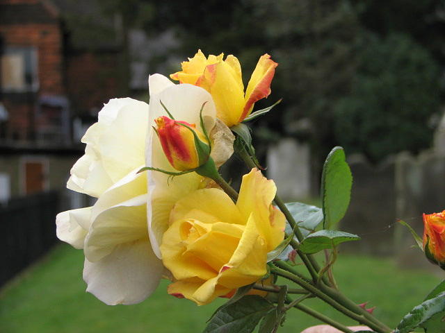Rose Photograph - Yellow Roses Of East Grinstead by Libby Cagle Rose Photograph - Yellow Roses Of East Grinstead by Libby Cagle