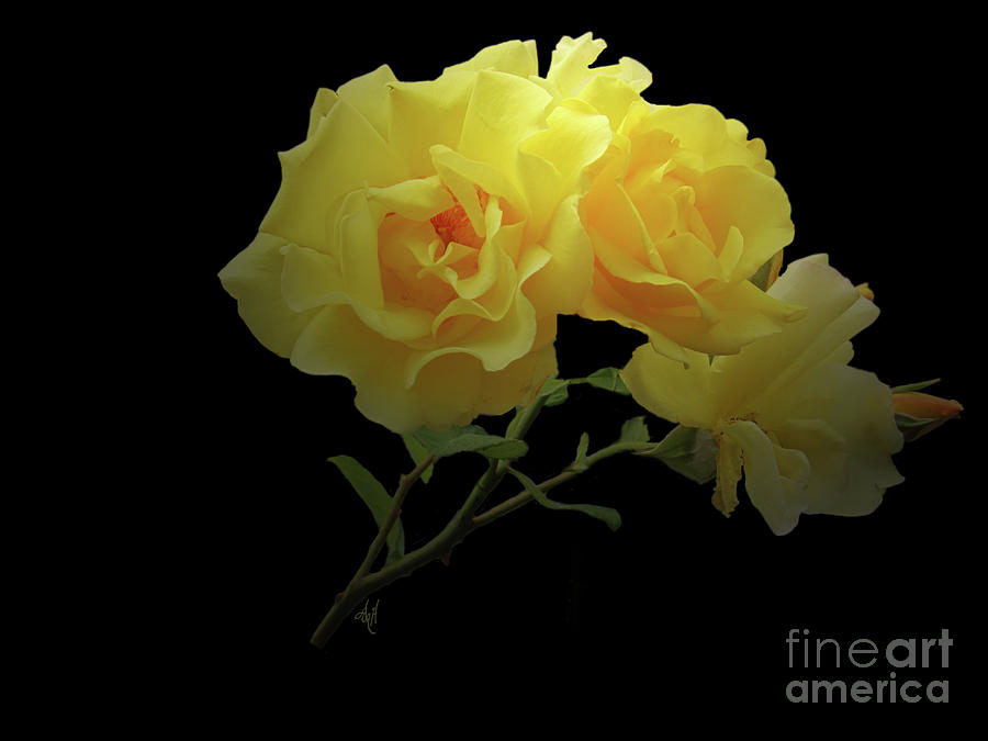Yellow Roses on Black Photograph by Victoria Harrington