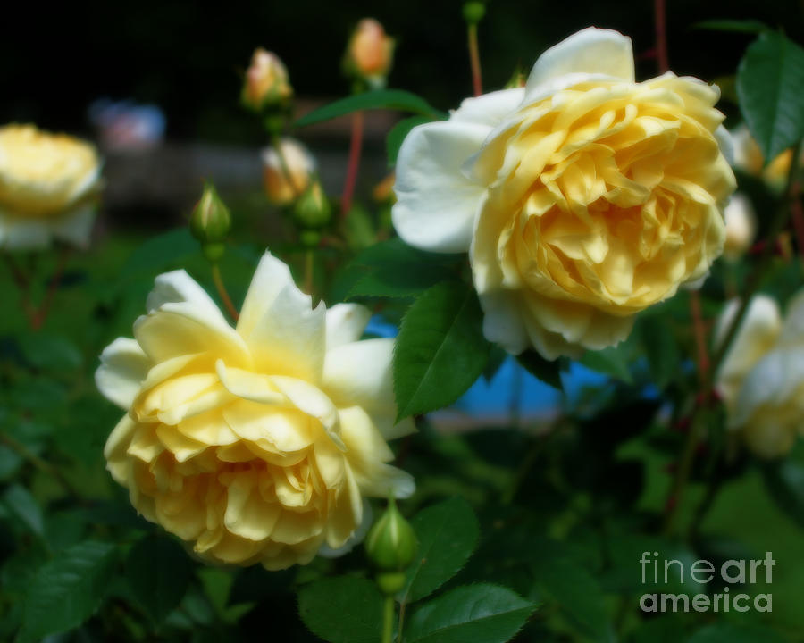 Yellow Roses Photograph by Smilin Eyes Treasures