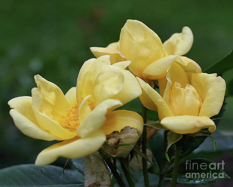 Yellow Roses Trio Photograph by Smilin Eyes Treasures