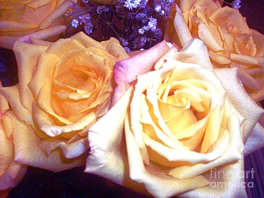 Rose Photograph - Yellow Roses1 by Maria Mills