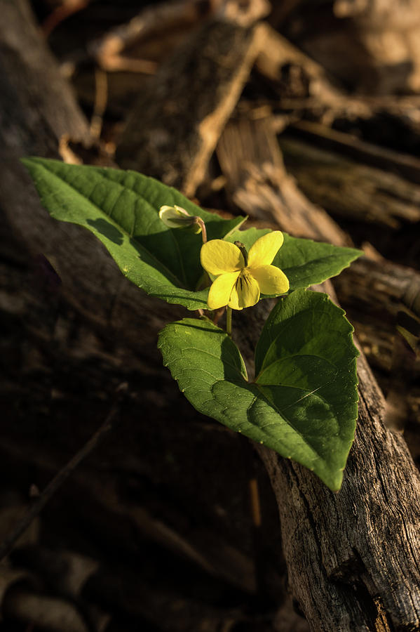 Yellow Round Leafed Rundifolia Photograph by Douglas Barnett