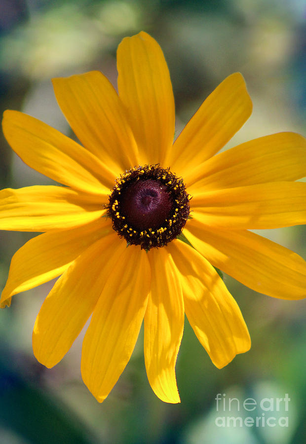Yellow Rudbeckia Sunshine Photograph by Karen Adams