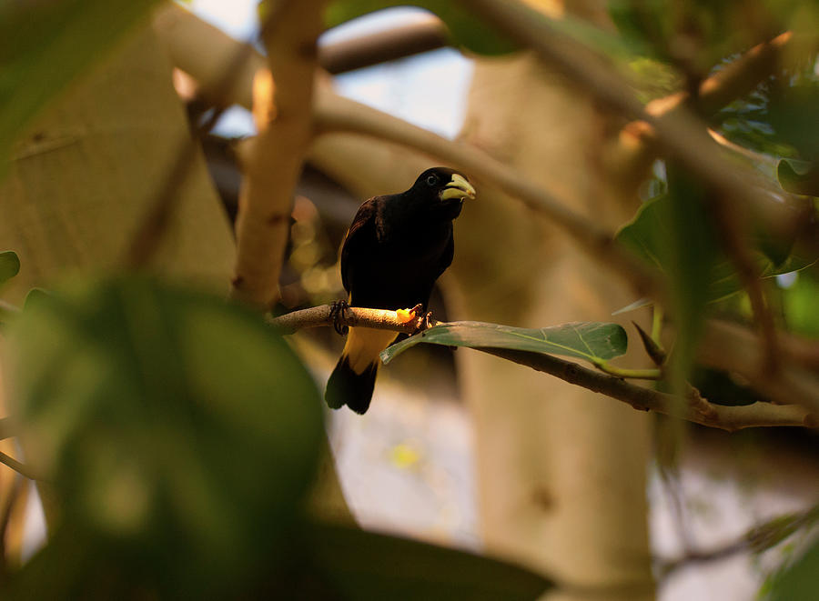 Bird Photograph - Yellow-rumped Cacique 001 by Flees Photos
