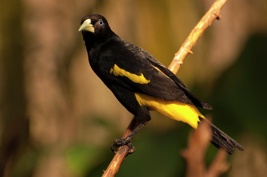 Yellow-rumped Cacique Photograph - Yellow-rumped Cacique by Flees Photos