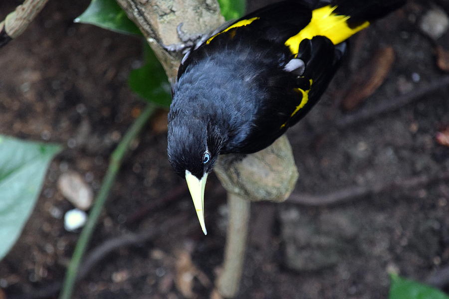 Yellow Photograph - Yellow-Rumped Cacique by Deborah Irving