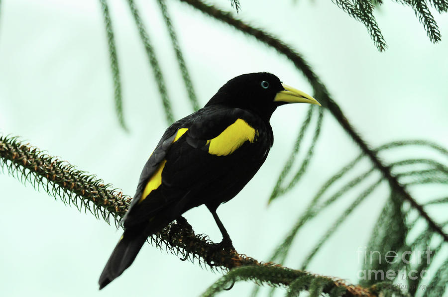 Bird Photograph - Yellow-rumped cacique by Lana Raffensperger