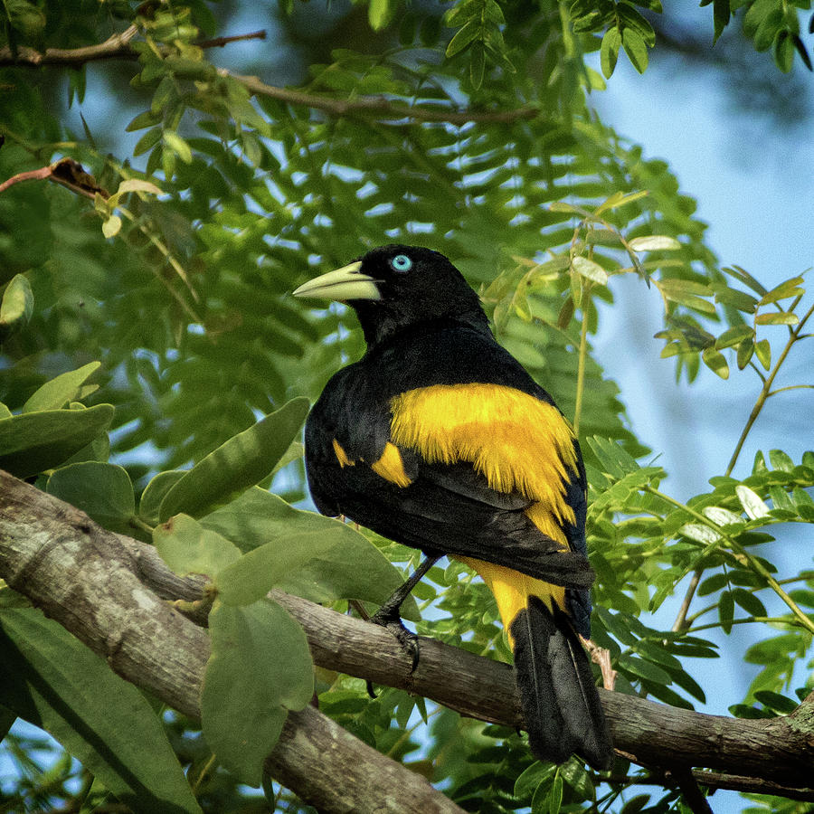 Yellow Rumped Cacique Photograph by Steven Upton